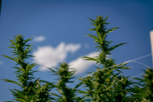 Marie Janes is the first recreational designed shop in Corvallis, OR